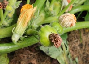 A squash and flower on a squash plant