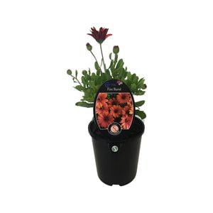 1.5L Cape Daisy Fire Burst - Osteospermum