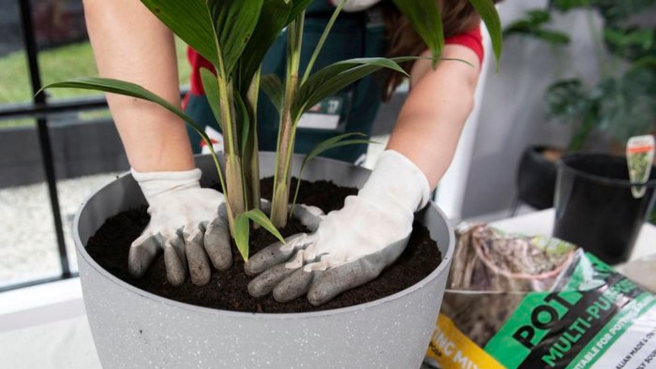 Bunnings worker with white gloves, placing a pot plant into soil