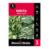 Bloomin' Bulbs Hosta Duo So Sweet & Mini Hideout - 2 Pack