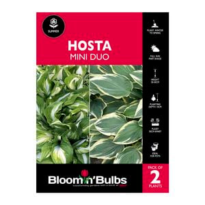 Bloomin' Bulbs Hosta Duo So Sweet & Mini Hideout - 2 Pack