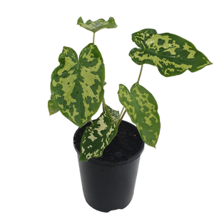 125mm Caladium bicolor
