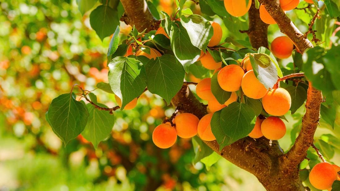 apricots ripen on the tree 