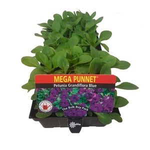 Punnet Petunia Grandiflora Blue - Petunia hybrida - Mega Punnet Flowering Range
