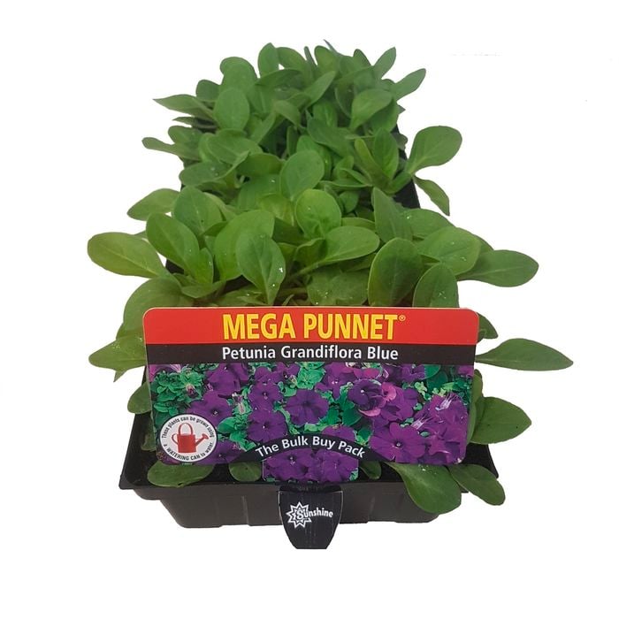 Punnet Petunia Grandiflora Blue - Petunia hybrida - Mega Punnet Flowering Range