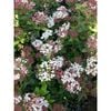 2.5L Viburnum Gwenllian