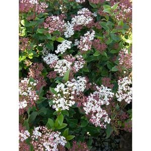 2.5L Viburnum Gwenllian