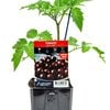 125mm Tomato Black Cherry - Lycopersicum esculentum