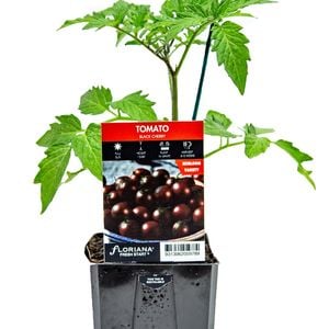 125mm Tomato Black Cherry - Lycopersicum esculentum