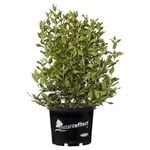 330mm Laurustinus - Viburnum tinus