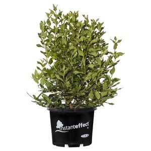 330mm Laurustinus - Viburnum tinus