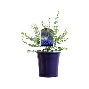 140mm Pacific Wave - Californian lilac