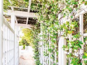 Plants on trellis