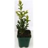200mm English Box - Buxus sempervirens