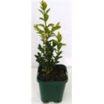 200mm English Box - Buxus sempervirens
