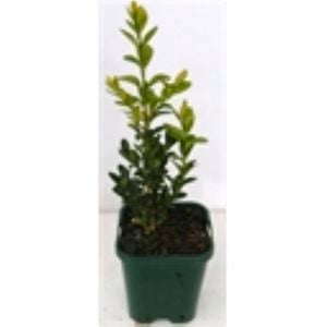 200mm English Box - Buxus sempervirens
