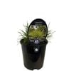 1.9L Lomandra Little Con