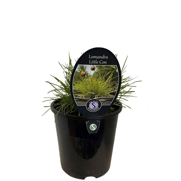 1.9L Lomandra Little Con