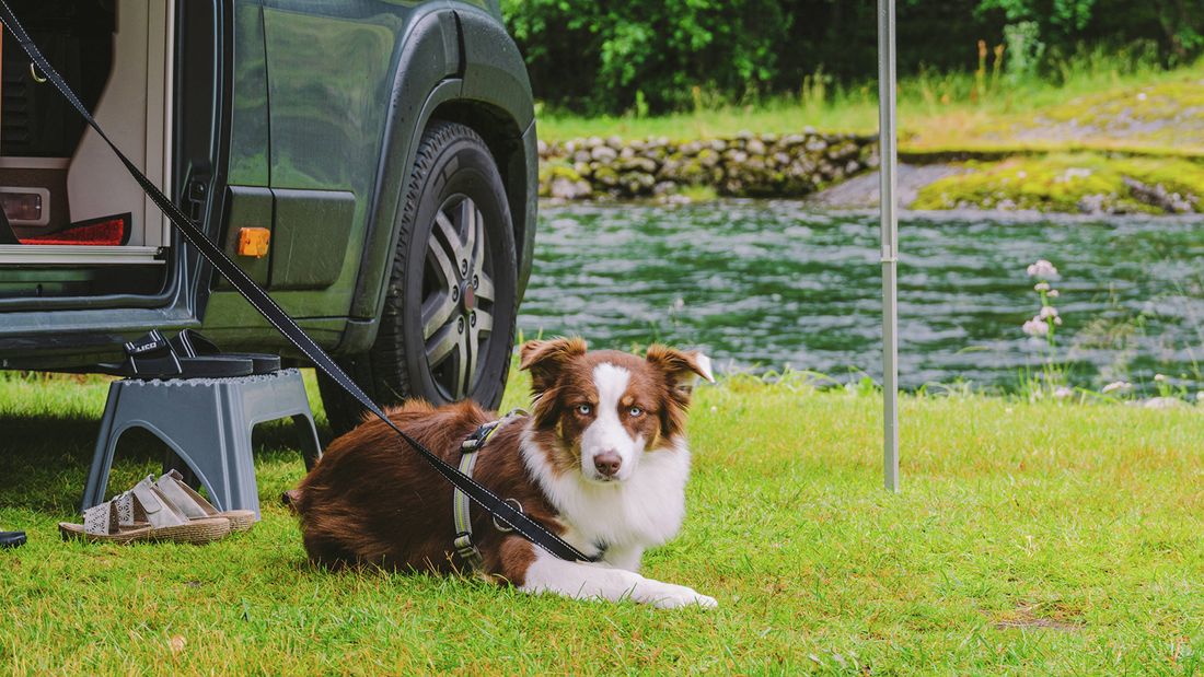 Brown and white dog on grass with a campervan and water in the background