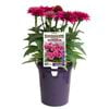 140mm Sunseekers Sweet Fuchsia - Echinacea purpurea