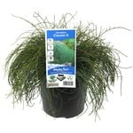 180mm Casuarina Cousin It - Casuarina glauca Prostrate