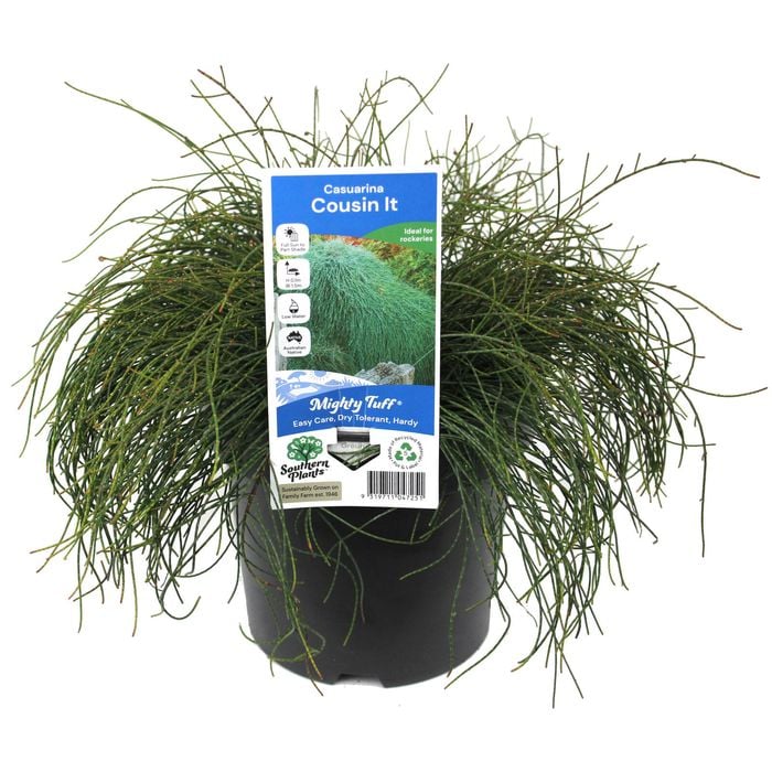 180mm Casuarina Cousin It - Casuarina glauca Prostrate