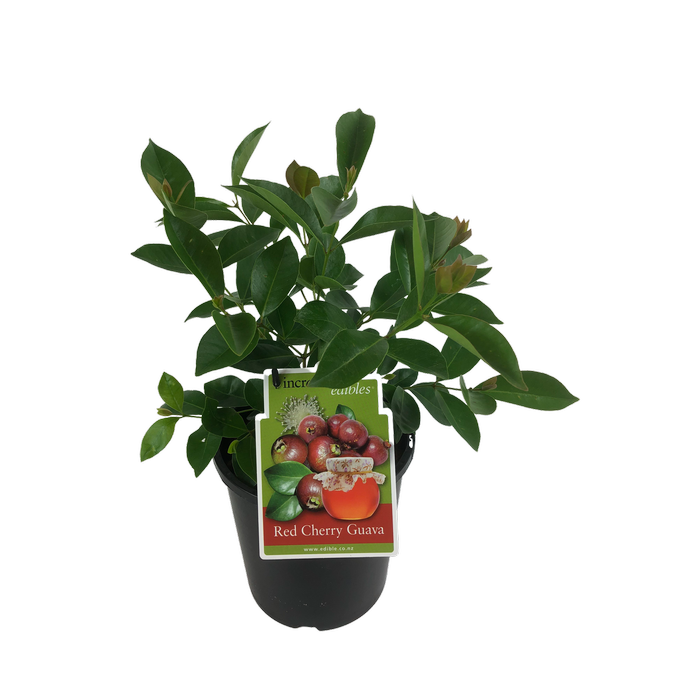 3L Guava Red Cherry - Psisium littorale - Incredible Edibles Range