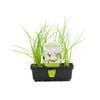 White Onion Punnet - Allium Cepa