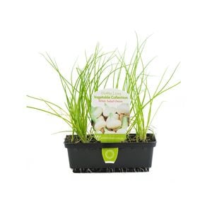 White Onion Punnet - Allium Cepa