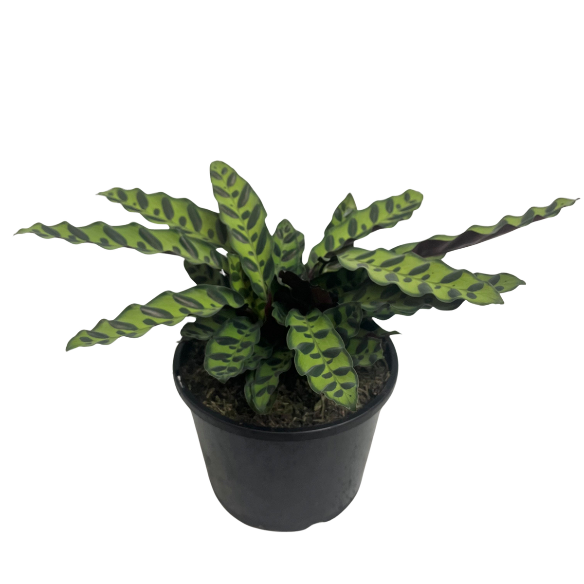 live succulent plants for sale 4'' Echeveria Lenore Dean Variegated, Rare Live Succulent Plants main image 1