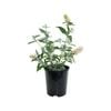 140mm Buzz Butterfly Bush - Buddleja davidii 'Buzz Ivory'