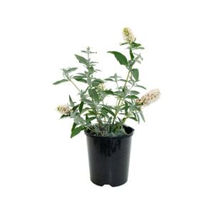 140mm Buzz Butterfly Bush - Buddleja davidii 'Buzz Ivory'