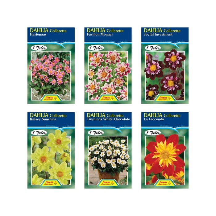 Fiesta Flower Bulbs Dahlia Collarette Variety