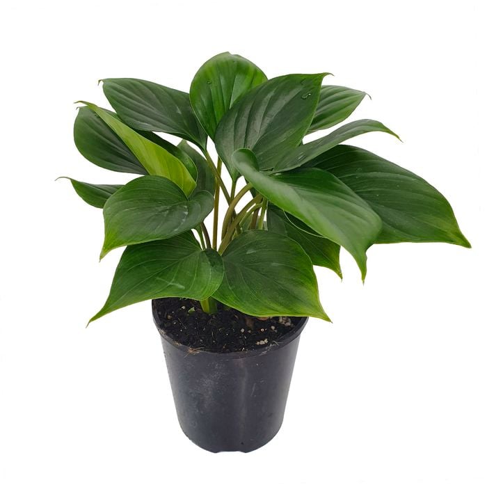 125mm Emerald Gem - Homalomena rubescens