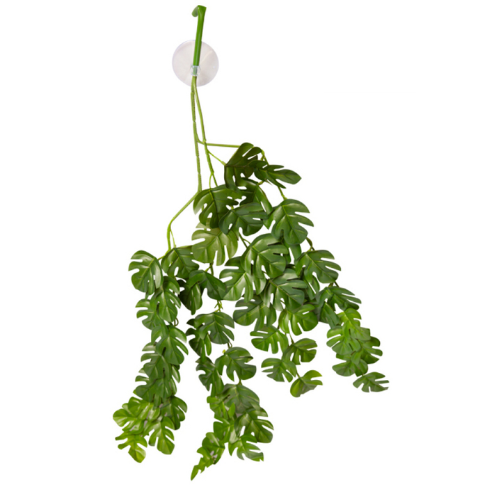 Reptile One Hanging Plant Rhaphidophora Green W/ Suction Cup 70cm (46708)
