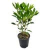 3.3L Vireya Cherry Glow - Vireya