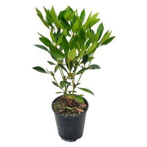 3.3L Vireya Cherry Glow - Vireya