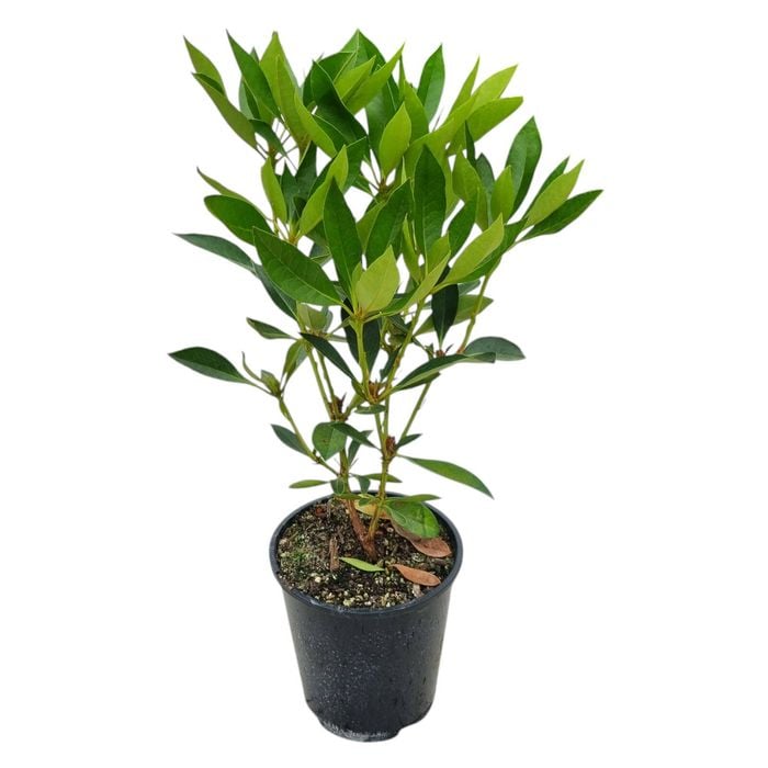 3.3L Vireya Cherry Glow - Vireya