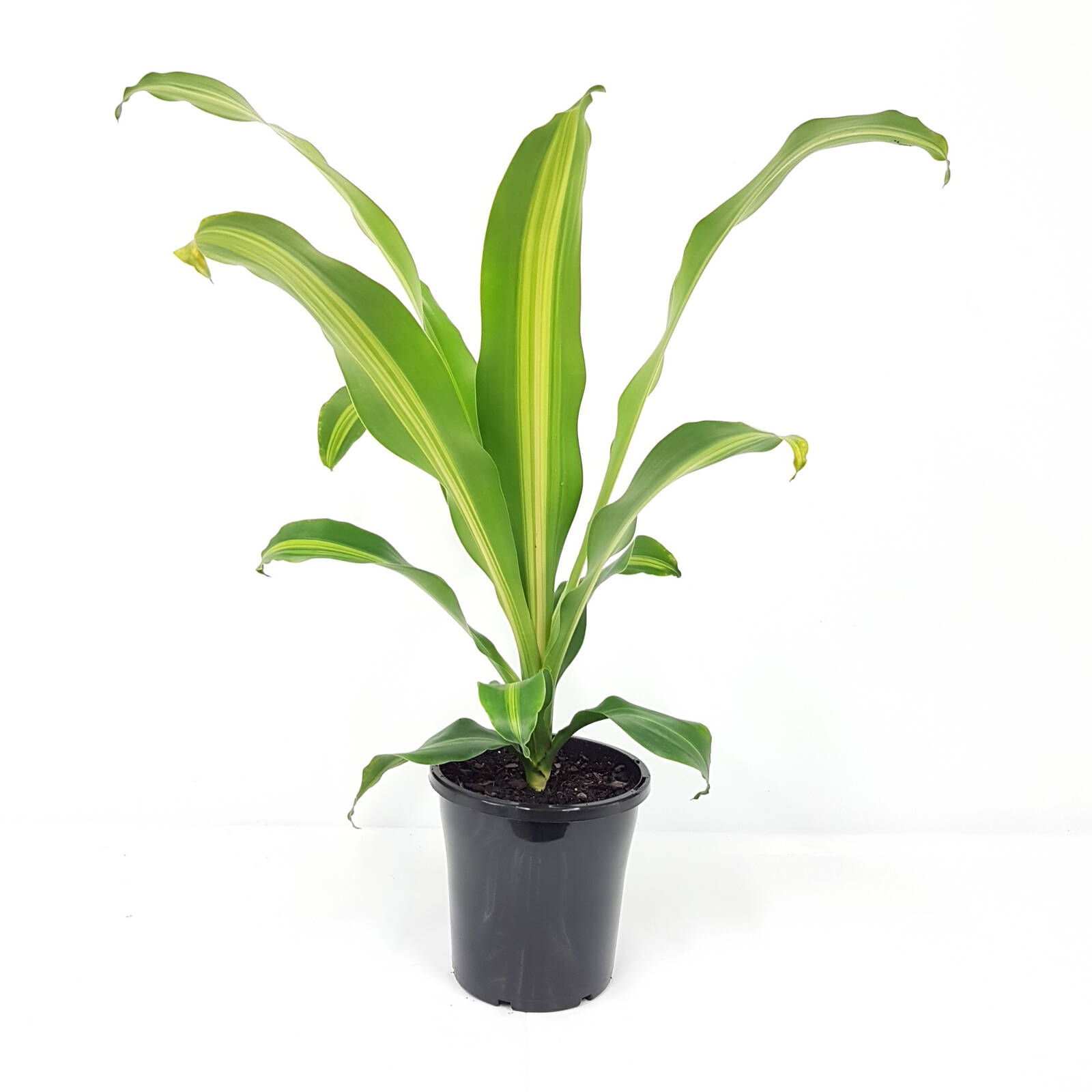 180mm Burley - Dracaena fragrans - Bunnings Australia