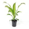 180mm Burley - Dracaena fragrans