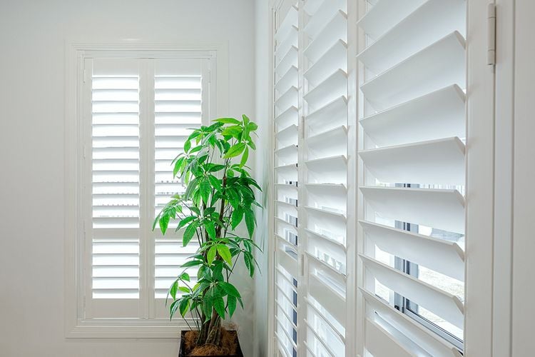 A potted plant in a white room accentuated by white wooden blinds