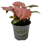 120mm Syngonium Neon - Syngonium podophyllum