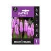 Bloomin' Bulbs Summer Purple Liatris - 1 Pack