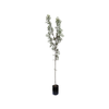 280mm Claret Ash - Fraxinus oxycarpa Raywoodi