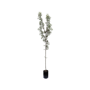 280mm Claret Ash - Fraxinus oxycarpa Raywoodi