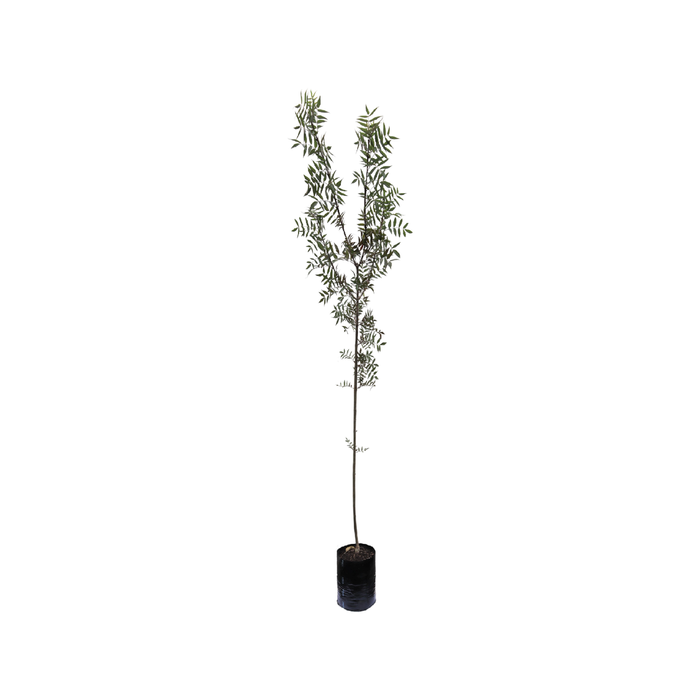 280mm Claret Ash - Fraxinus oxycarpa Raywoodi