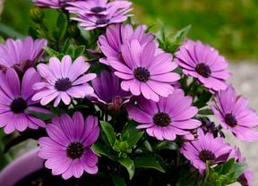 Close-up of several pink African daisy flowers with dark purple centres and green leaves