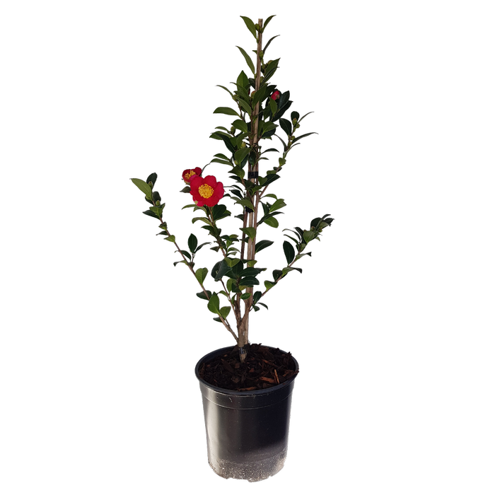 2L Camellia Yuletide - Camellia sasanqua