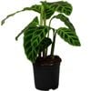 140mm Prayer Plant - Calathea Zebrina 
