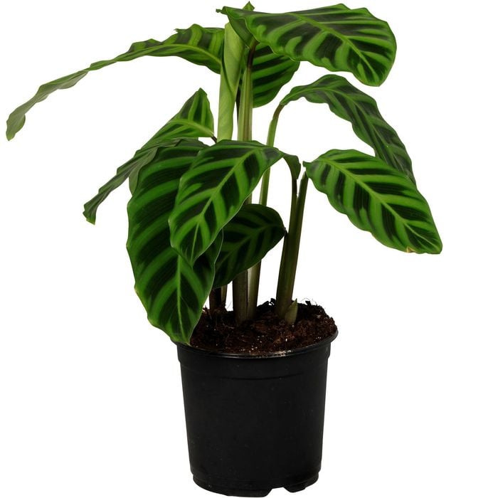 140mm Prayer Plant - Calathea Zebrina 